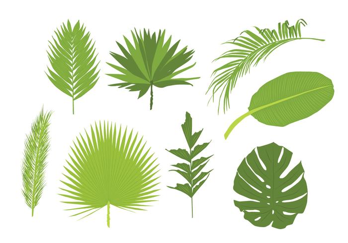 700x490 Palm Leaves Vectors