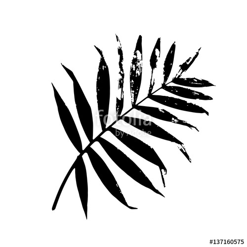 500x500 Palm Leaf Vector Illustration. Black And White Palm Leaf