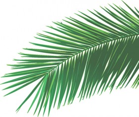 280x235 Palm Leaves Vector