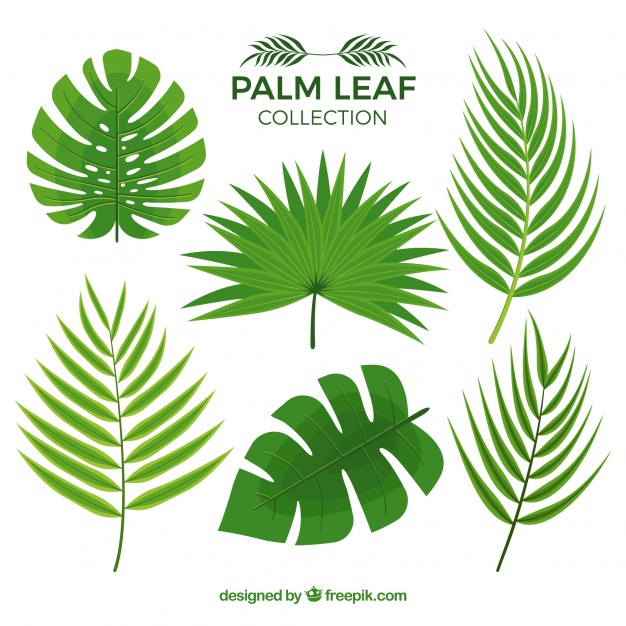 626x626 Several Palm Leaves Vector Free Download