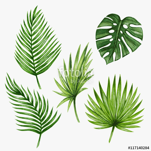 500x500 Watercolor Tropical Palm Leaves. Vector Illustration. Stock