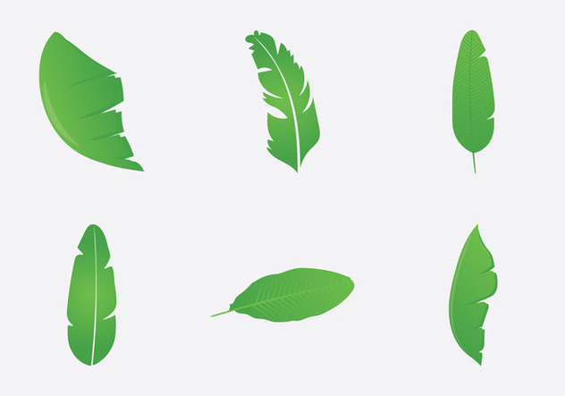 632x443 Free Banana Leaf Vector Illustration Free Vector Download 339397