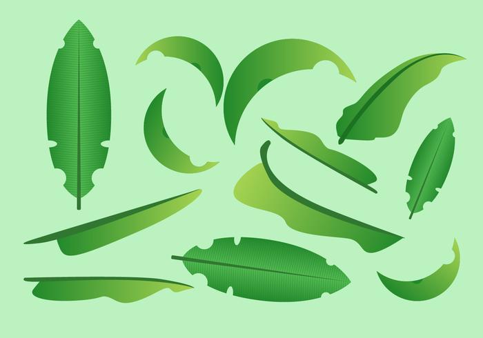 700x490 Free Palm Leaf Vector
