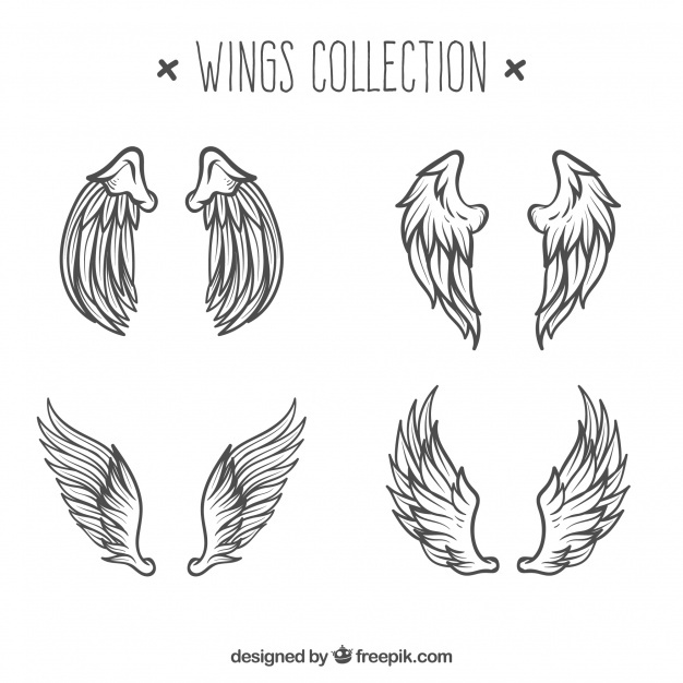 626x626 Wings Vectors, Photos And Psd Files Free Download