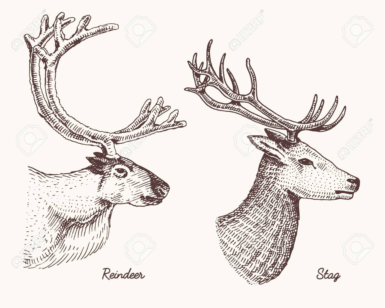 1300x1040 Drawn Antler Free Vector Deer 13