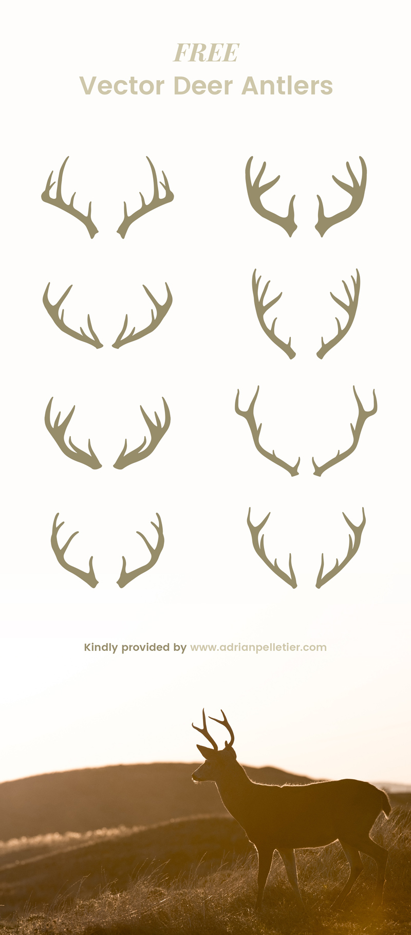 800x1820 Vector Deer Antlers Pack