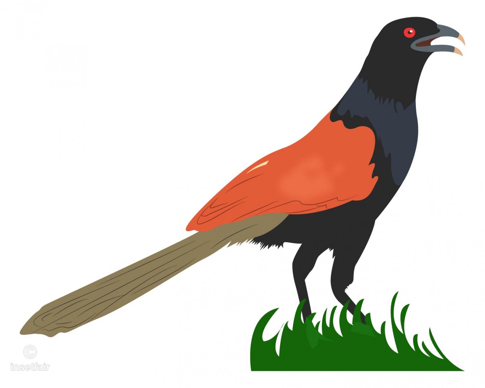 1600x1280 Coucal Bird Free Vector Adobe Illustrator File