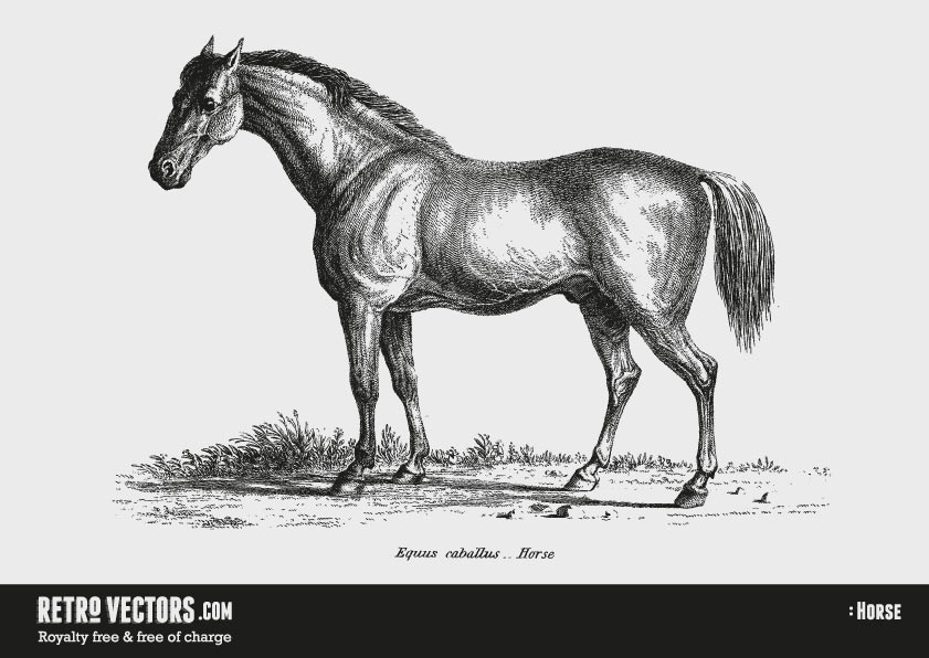 841x596 Free Horse Vector Vintage Vectors Royalty Free Free Of