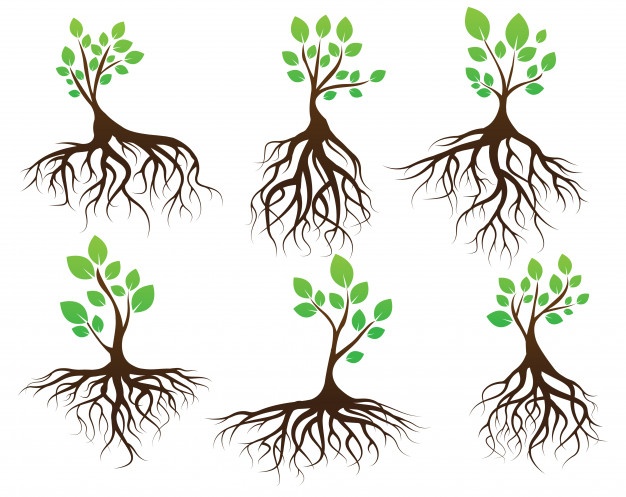 626x497 Root Vectors, Photos And Psd Files Free Download