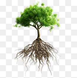 260x263 Tree Roots Png Images Vectors And Psd Files Free Download On