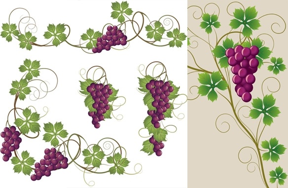 584x381 Purple Grapes And Grape Leaves Vector Free Vector In Encapsulated