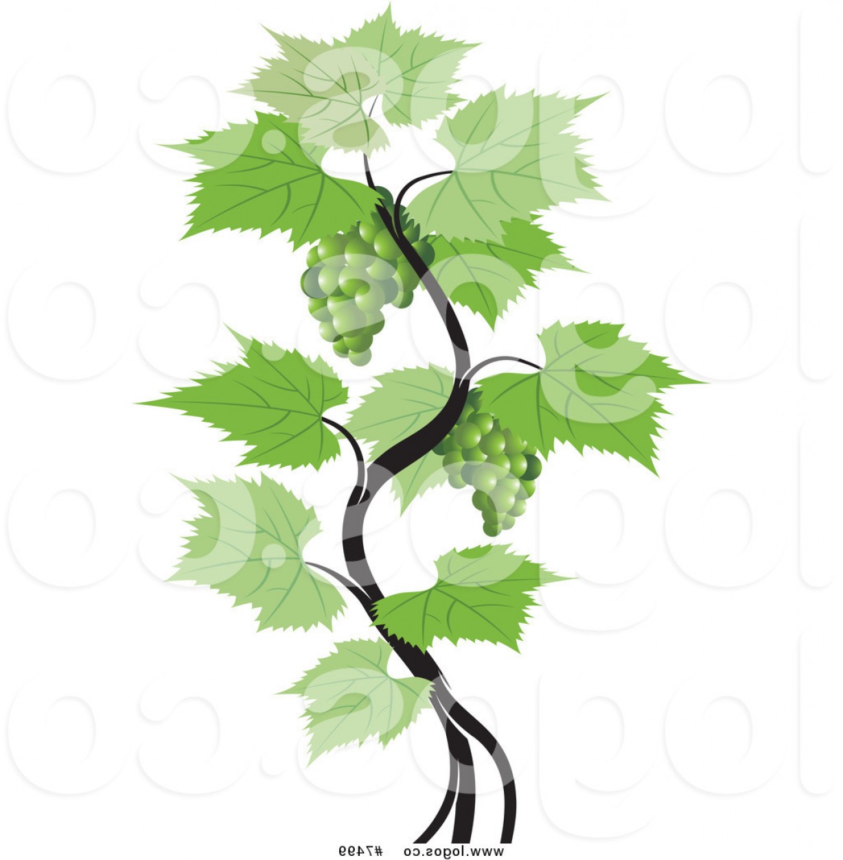 1228x1252 Royalty Free Vector Of A Green Grapes Vine Logo By Lal Perera