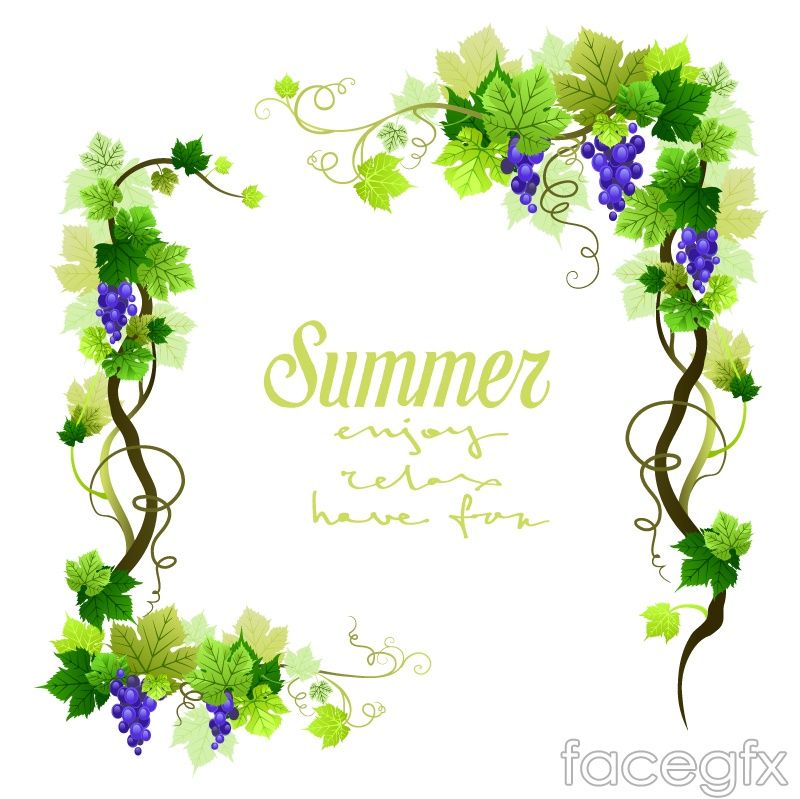 800x799 Free Vector Vines And Leaves Free Summer Grape Vine Border Vector