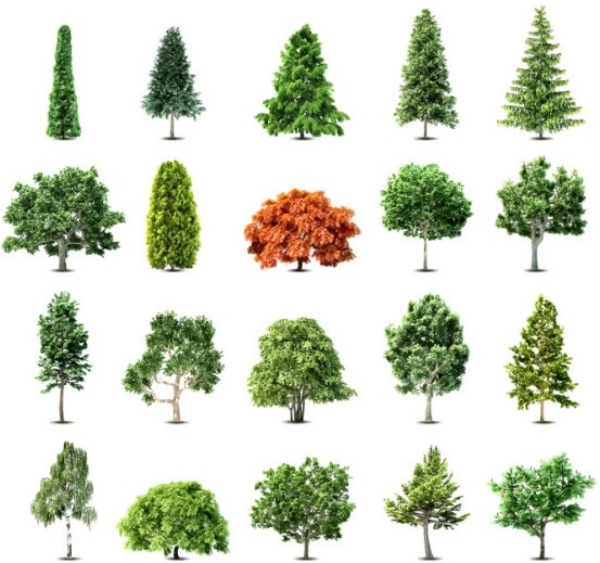 553x519 Free Vector Tree Gallery Images)