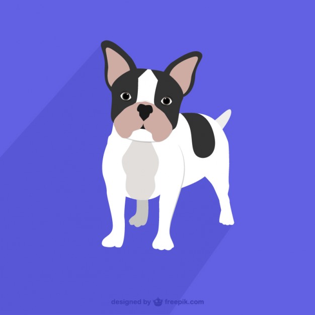 626x626 French Bulldog Vectors, Photos And Psd Files Free Download