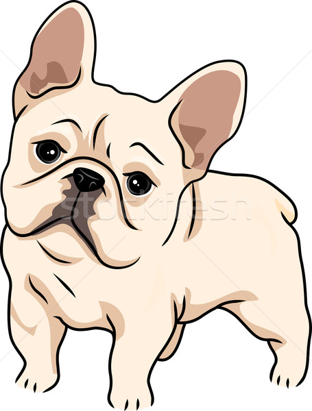 455x600 French Bulldog Vector Illustration Lenm ( 2148535) Stockfresh
