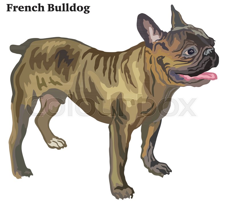800x739 Portrait Of Standing In Profile Dog French Bulldog, Vector