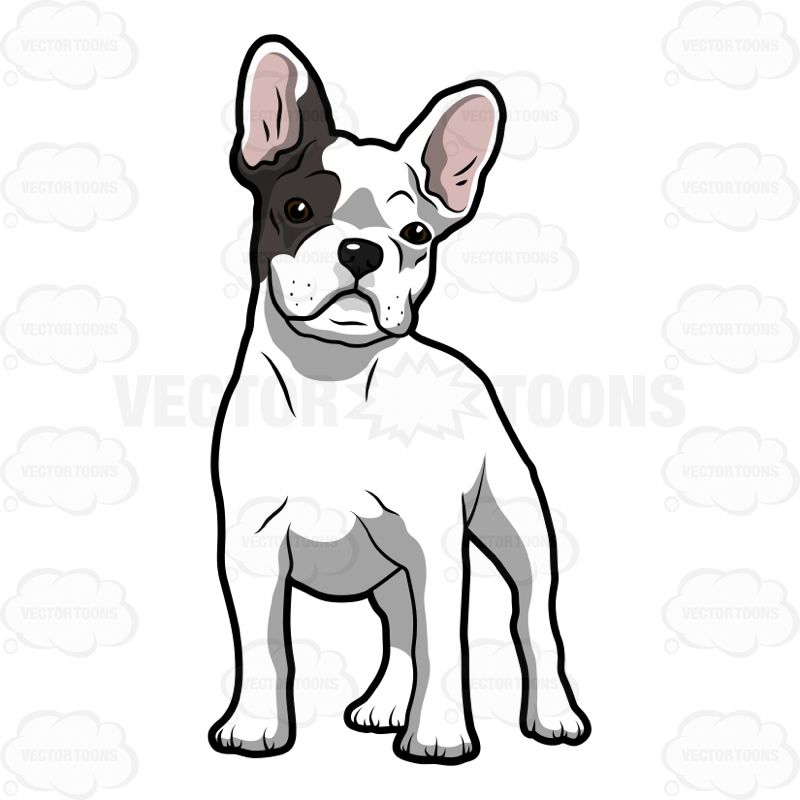 800x800 White French Bulldog Puppy With A Patch Of Grey Over Its Right Eye