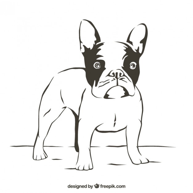 626x626 Bulldog Vectors, Photos And Psd Files Free Download