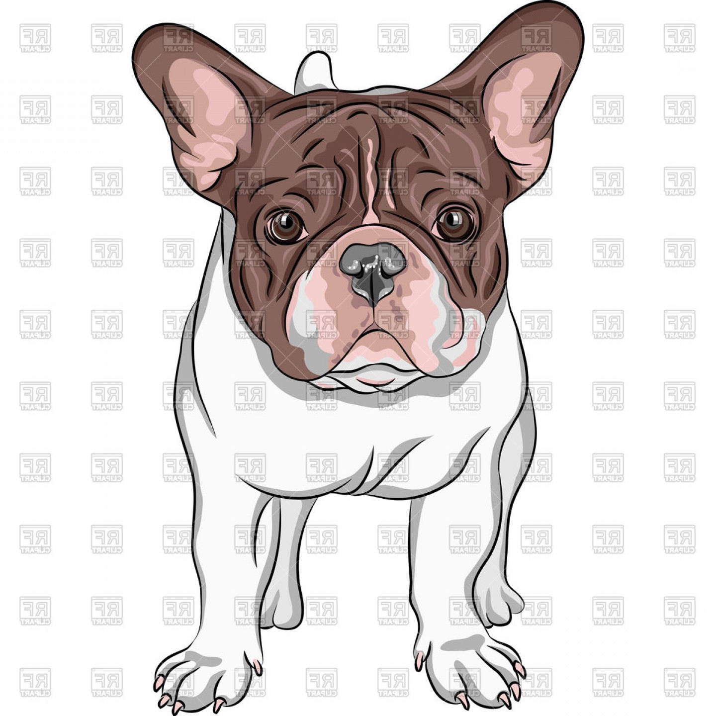 1440x1440 Closeup Portrait Of Dog French Bulldog Vector Clipart Orangiausa
