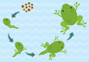 285x200 Frog Free Vector Graphic Art Free Download (Found 177 Files) Ai