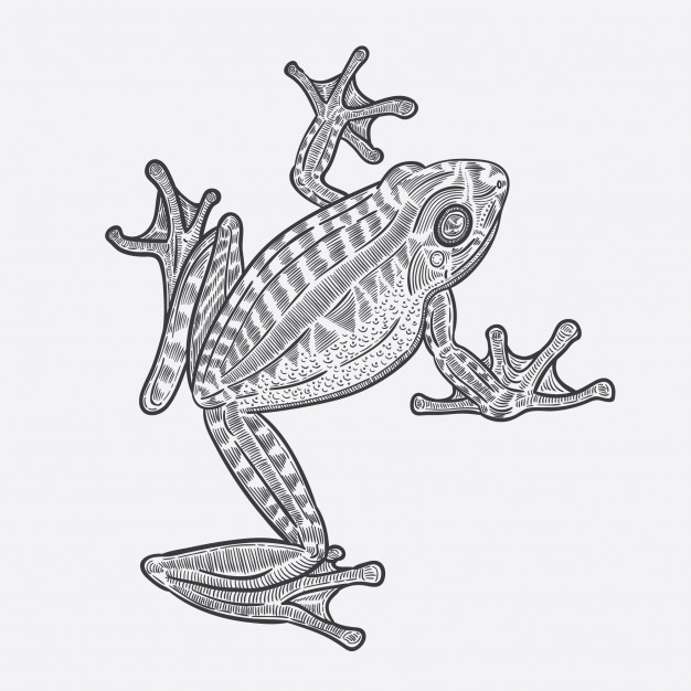626x626 Frog Vector Art Vector Premium Download