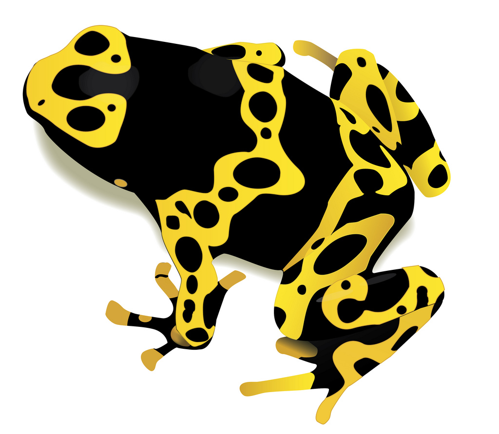 1024x891 Poison Dart Frog