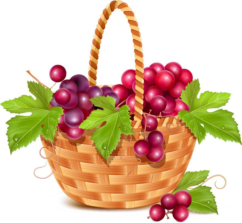 800x735 Fruit Basket Of The Grape Vector [Eps]