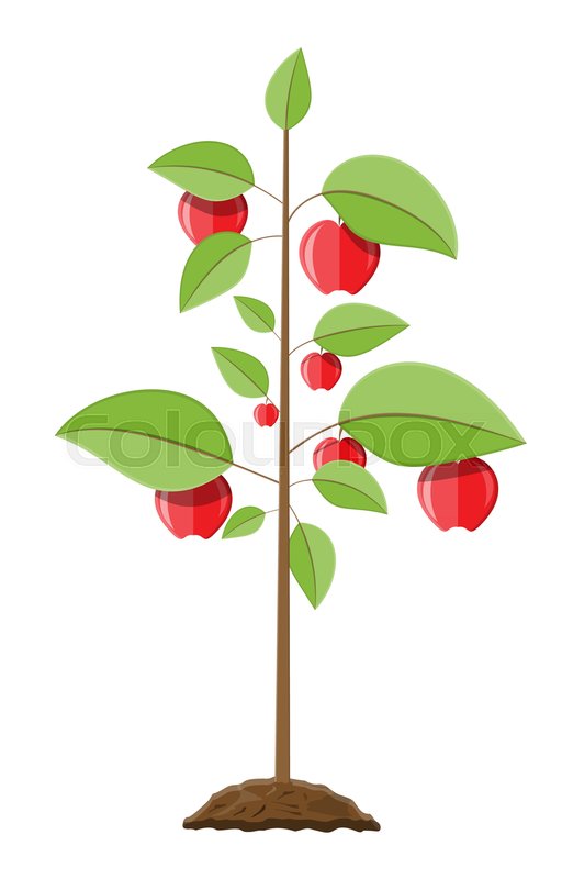 512x800 Decorative Fruit Tree. Growth Of Plant, From Sprout To Fruit