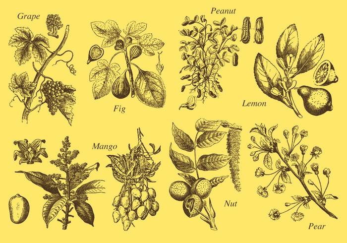 700x490 Old Style Drawing Fruit Tree Vectors Free Vectors Ui Download