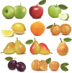 Fruit Vector Free