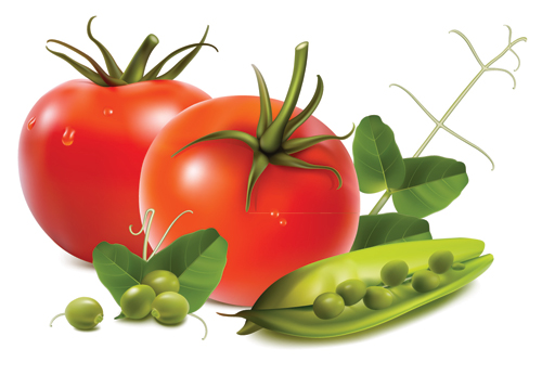 500x346 Free Download Of Stock Tomatoes Nuts Garlic Vegetables .vector