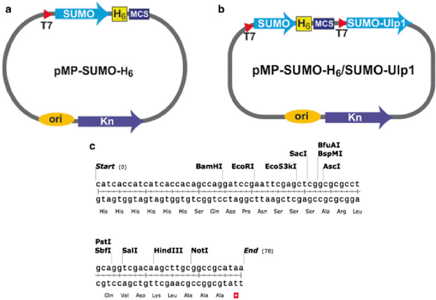 850x585 Ectors For Expressing Sumo Fusion Proteins. ( A ) Expression
