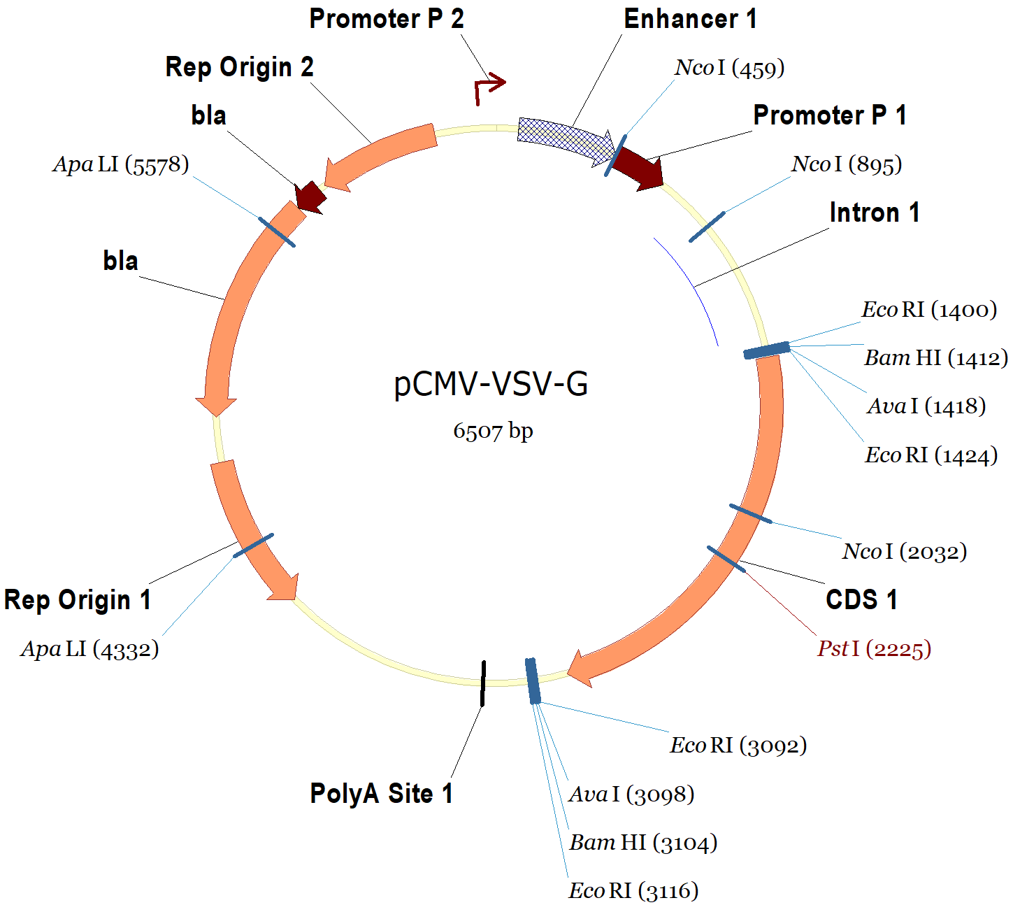 1449x1294 Pcmv Vsv G Vector Map And Sequence