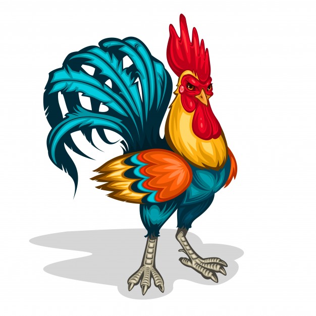 626x626 Vector Illustration Of A Rooster Vector Free Download