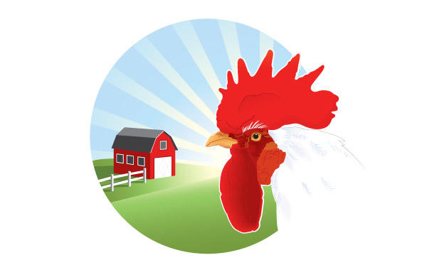 600x380 Free Vector Rooster