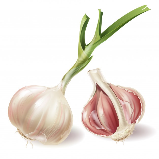626x626 Garlic Vectors, Photos And Psd Files Free Download