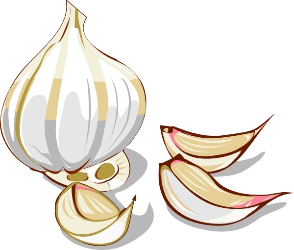 600x510 Garlic Clip Art Free Vector In Open Office Drawing Svg ( .svg