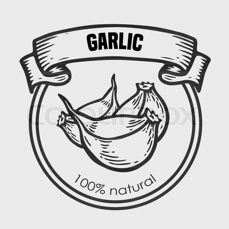 800x800 Garlic Vector Drawing Label Plant. Hand Drawn Engraved Vector