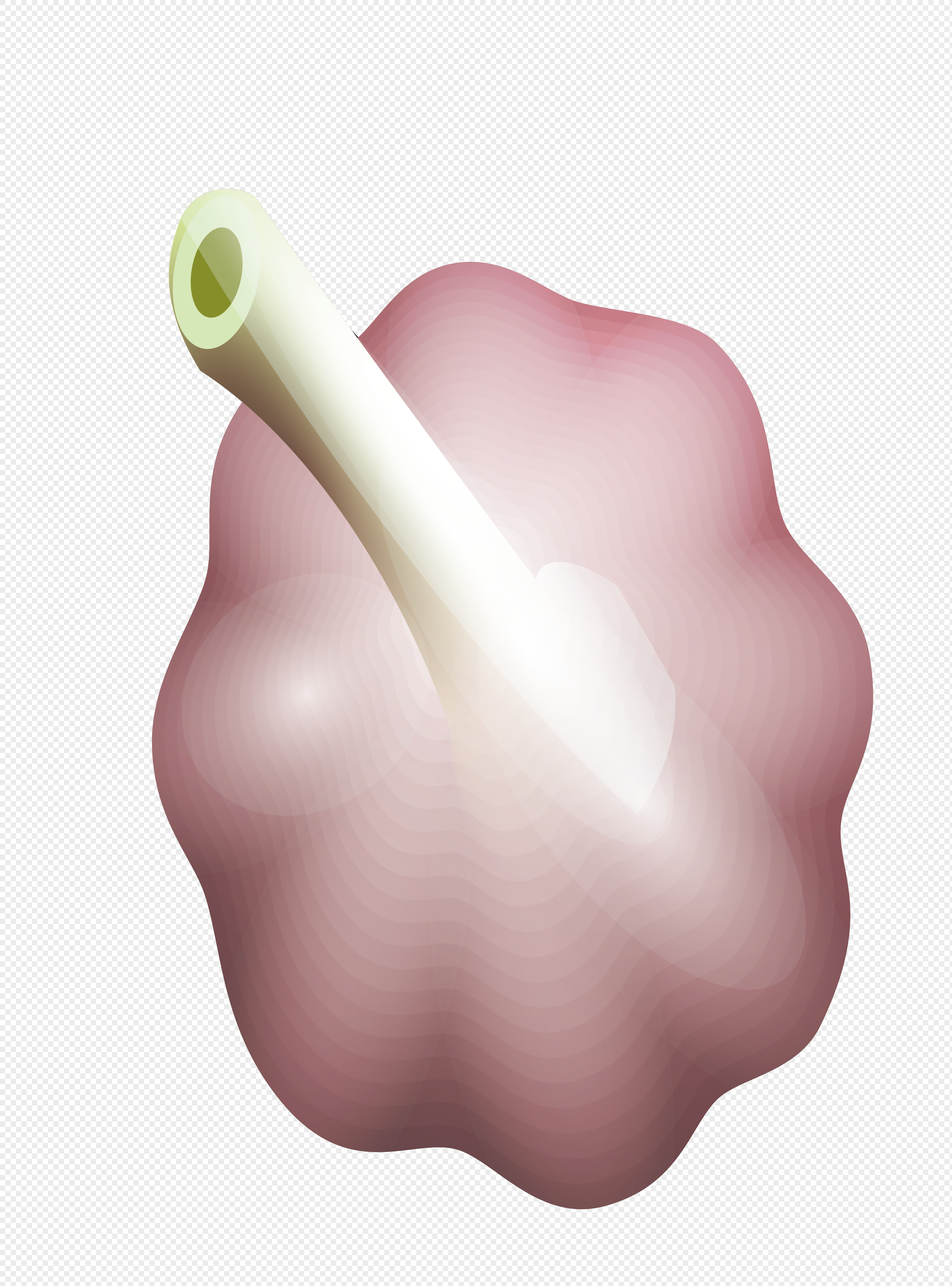 3569x4816 Hand Drawn Garlic Vector Image Picture 400325636 Free