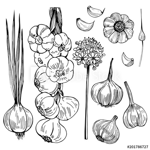 500x500 Hand Drawn Garlic. Vector Sketch Illustration