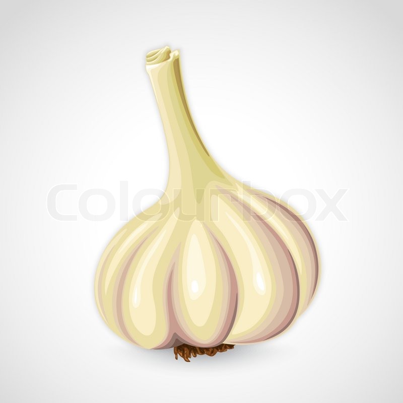 800x800 Handdrawn Vector Garlic Stock Vector Colourbox