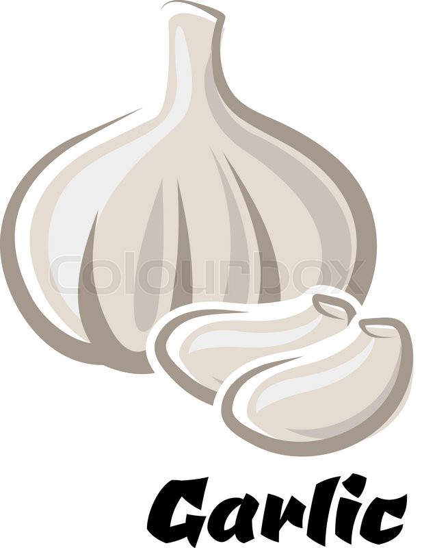 617x800 Ripe Dried Bulb Of Spicy White Garlic Vegetable With Cloves In