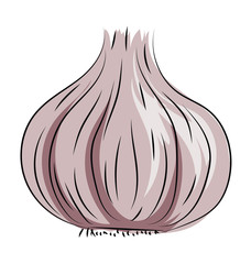228x240 Search Photos Garlic Vector