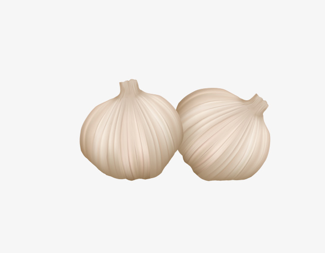 650x507 Vector White Realistic Garlic, Vector Garlic, White Garlic