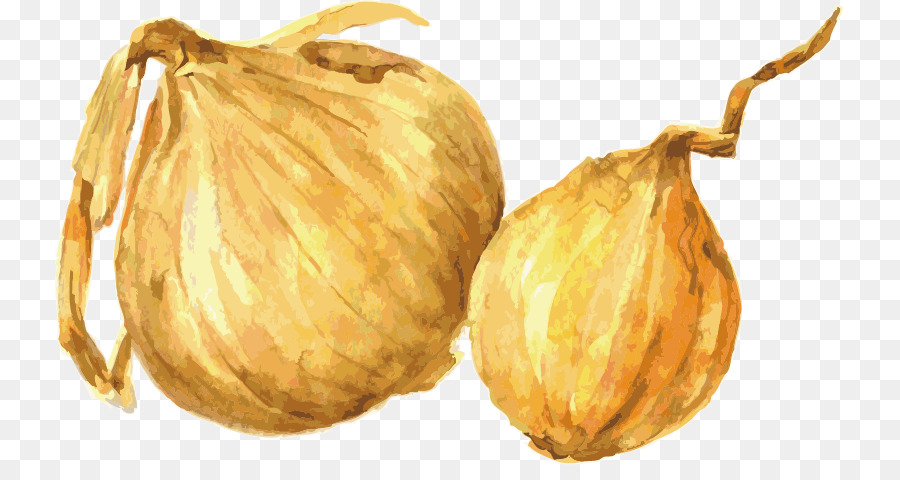 900x480 Drawing Watercolor Painting Onion Illustration