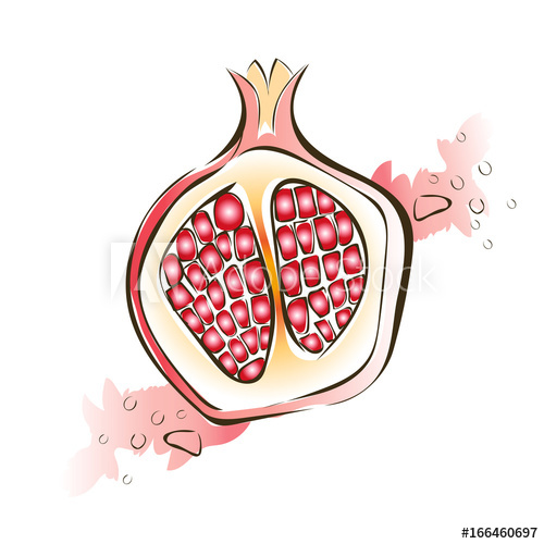 500x500 Juicy Red Garnet. Vector Illustration, Isolated On White