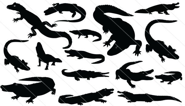 Gator Vector