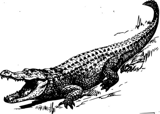 515x368 Gator Vector Free Vector Download (1 Free Vector) For Commercial