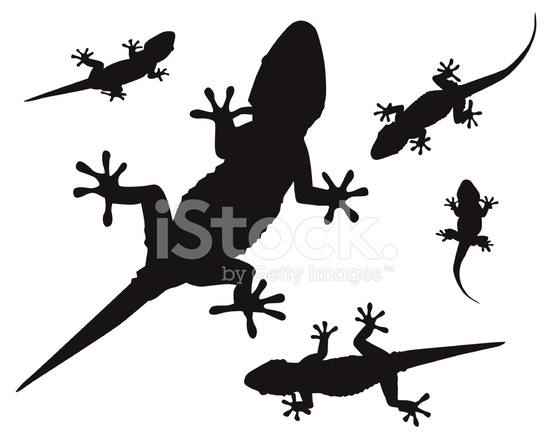 552x439 Gecko (Vector) Stock Vector
